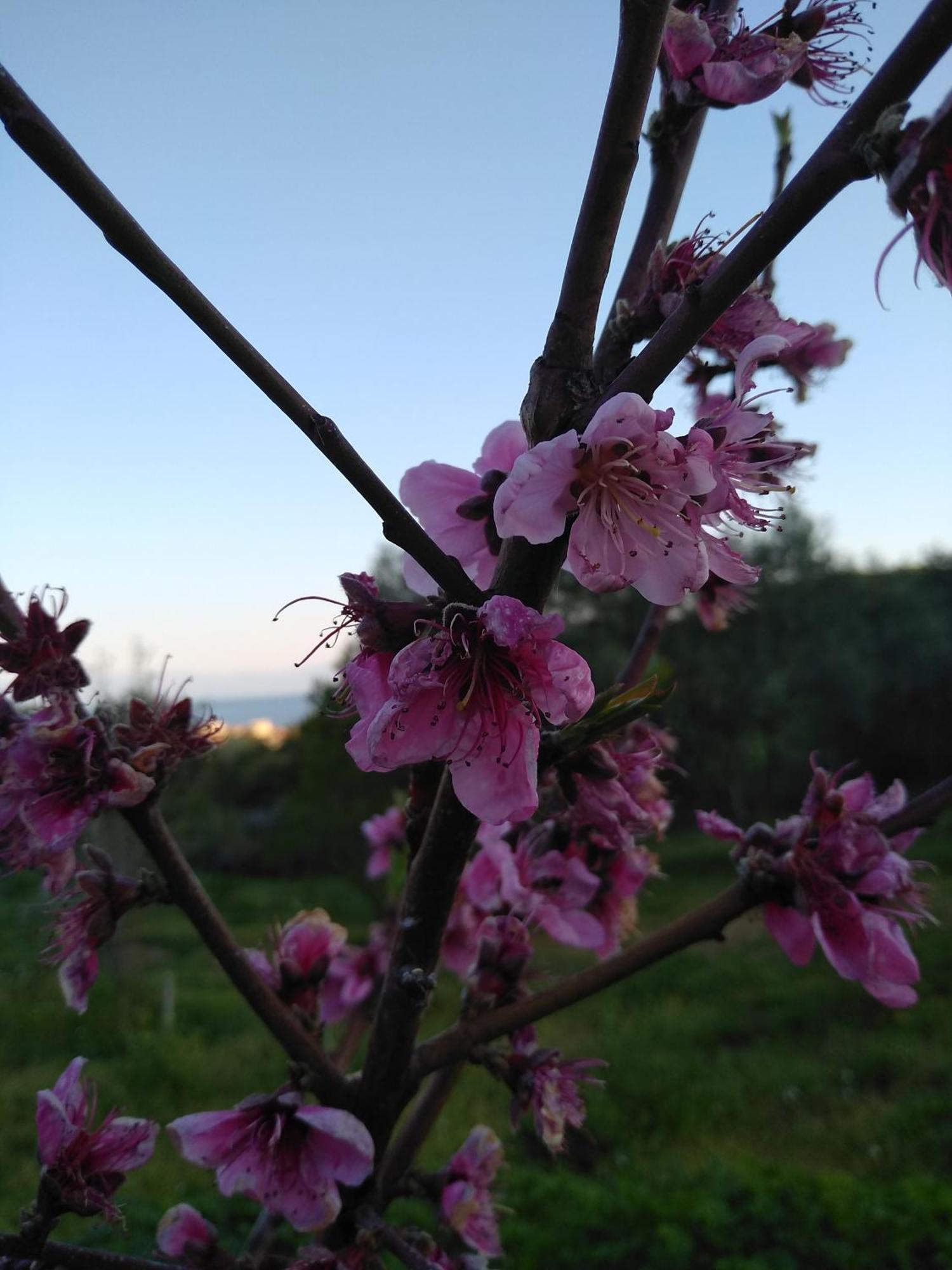Martha'S Villa Nea Iraklitsa Buitenkant foto
